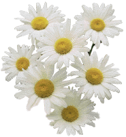 Daisy.gif (13094 bytes)